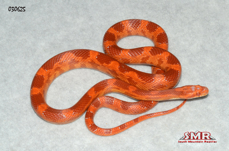 Cherry Amel 26" Male Corn Snake for sale by South Mountain Reptiles