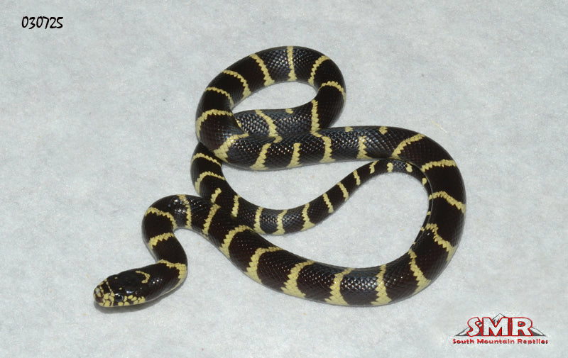 Banded California Kingsnake 17" Male for sale by South Mountain Reptiles