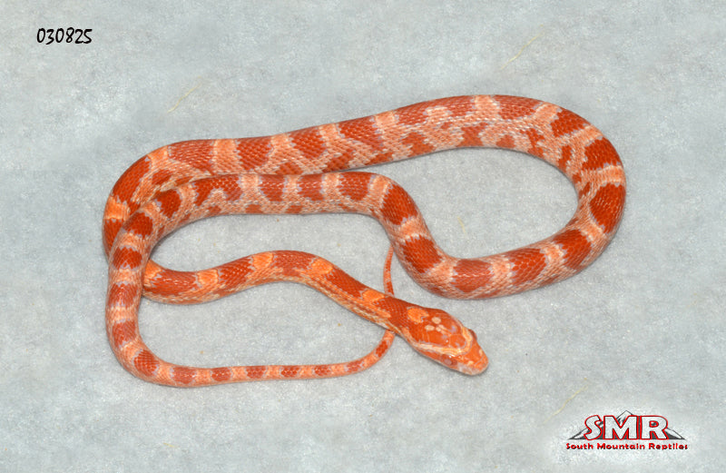Sunrise Amel 17" Female Corn Snake for sale by South Mountain Reptiles
