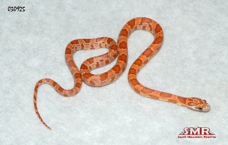 Sunkissed Strawberry 15" Female Corn Snake for sale by South Mountain Reptiles