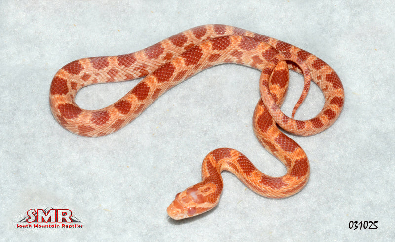 Sunrise Amel 16" Female Corn Snake for sale by South Mountain Reptiles