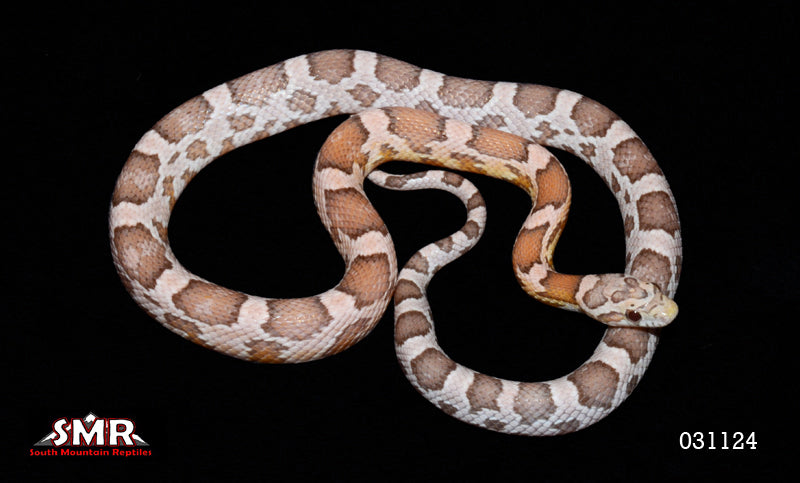 Heliconia (Specter+) 18" Male for sale by South Mountain Reptiles