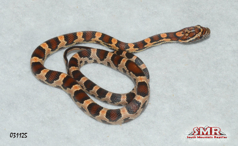 Extreme Okeetee 14" Female Corn Snake for sale by South Mountain Reptiles