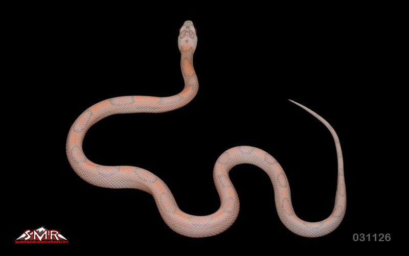 Striped (spotted) Salmon Snow 13" Female for sale by South Mountain Reptiles