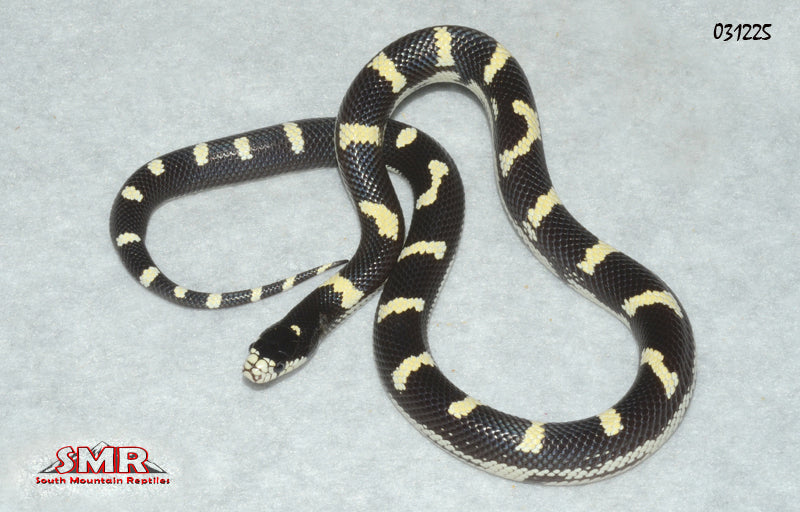 California Kingsnake 17" Female for sale by South Mountain Reptiles
