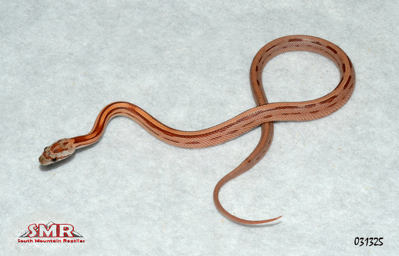 Striped Cornsnake 13" Male for sale by South Mountain Reptiles
