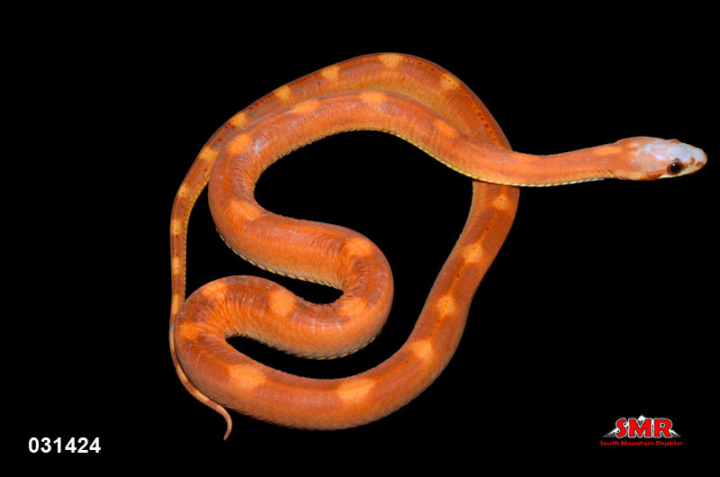 Scaleless Red Factor Motley 20" Male for sale by South Mountain Reptiles