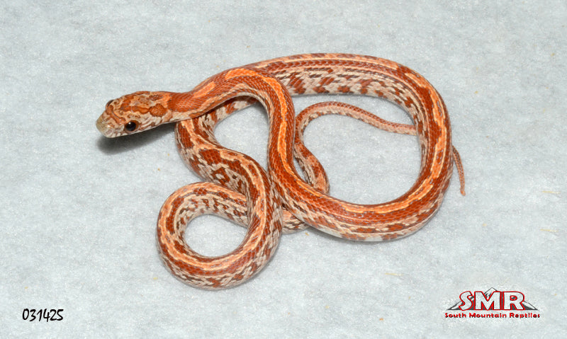 Kinked Sukissed Tessera 14" Male Corn Snake for sale by South Mountain Reptiles