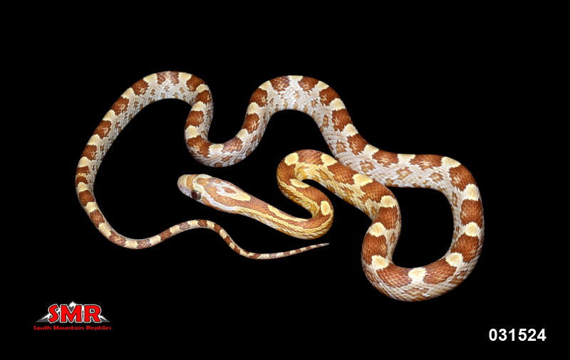 Gold Dust 18" Female for sale by South Mountain Reptiles