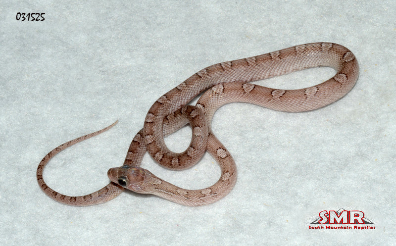 Pewter 15" Male Corn Snake for sale by South Mountain Reptiles