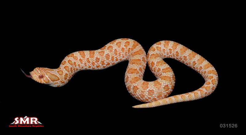 Albino W. Hognose 10" Male for sale by South Mountain Reptiles