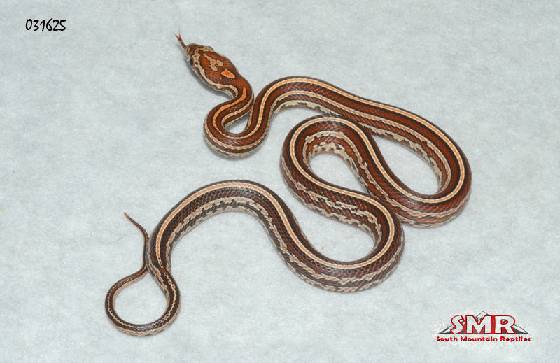 Okeetee Tessera Corn Snake for sale by South Mountain Reptiles