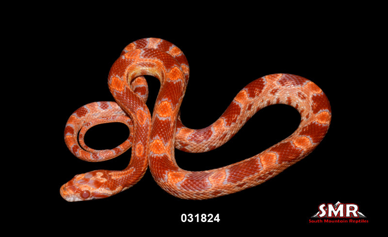 Red Factor Amel 16" Female for sale by South Mountain Reptiles