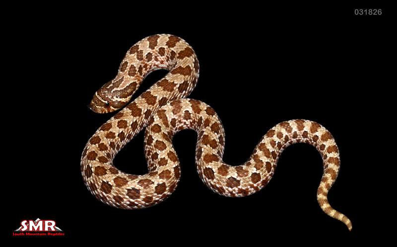 Western Hognose 9" female for sale by South Mountain Reptiles