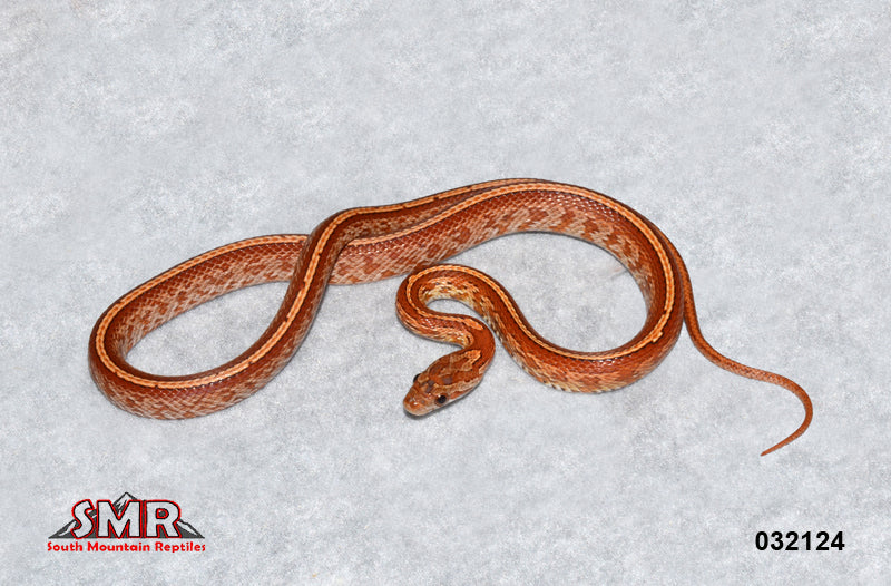 Tessera 19" Male for sale by South Mountain Reptiles