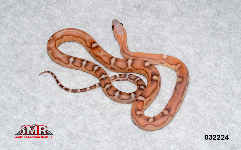 Scaleless Hypo 18" Female for sale by South Mountain Reptiles