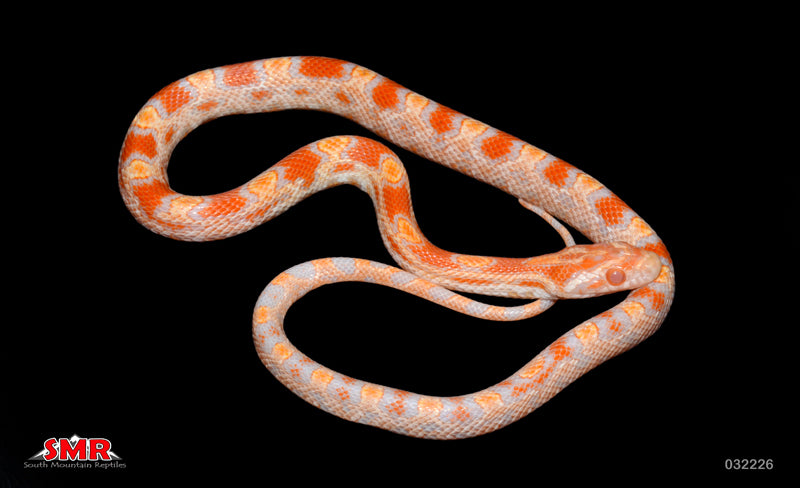 Buf Reverse Okeetee 14" Male for sale by South Mountain Reptiles