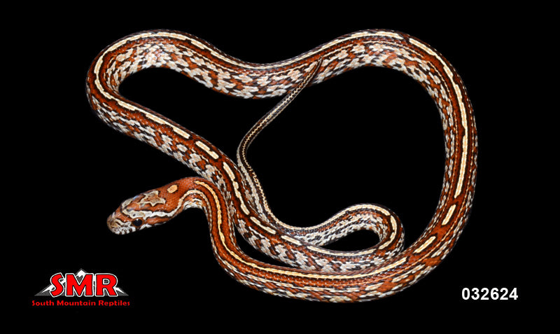 Tessera 18" Male for sale by South Mountain Reptiles