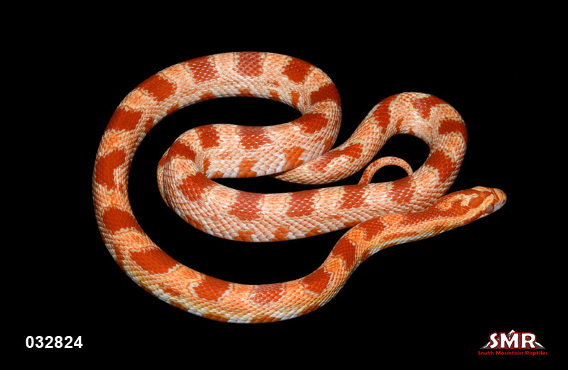 Amel 25" Female for sale by South Mountain Reptiles