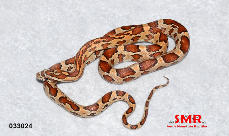 Buckskin Okeetee 23" Female for sale by South Mountain Reptiles