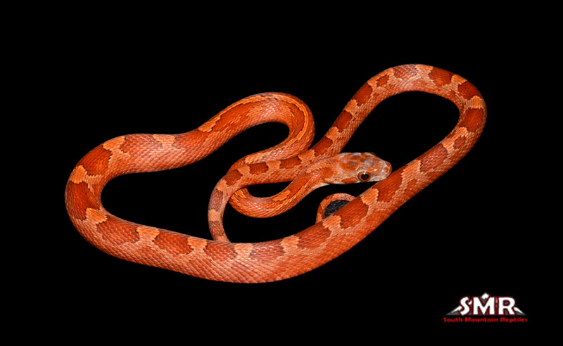 Bloodred het P/S 17" Male for sale by South Mountain Reptiles