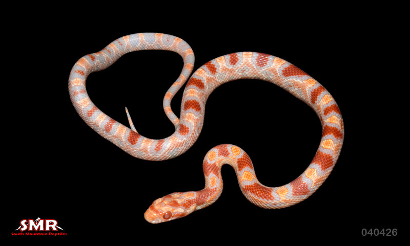 Extreme Reverse Okeetee 13" Male for sale by South Mountain Reptiles