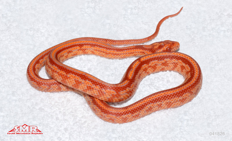 Cherry Amel Tessera 15" Male for sale by South Mountain Reptiles