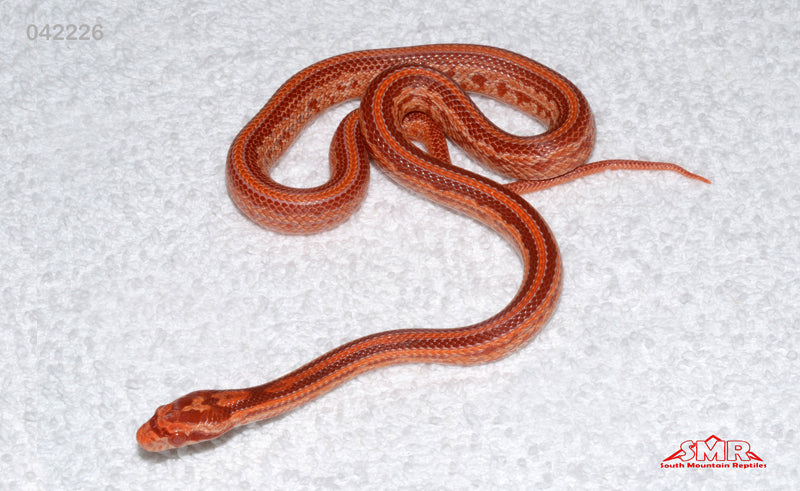Super Cherry Tessera Amel 14" Female for sale by South Mountain Reptiles