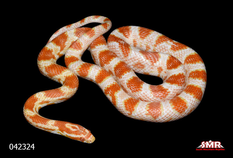 Orange High-white Reverse Okeetee 29" Female for sale by South Mountain Reptiles