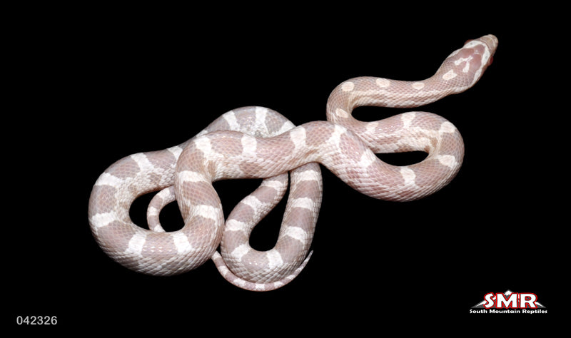 Snow from Halo Parent 17" Male for sale by South Mountain Reptiles