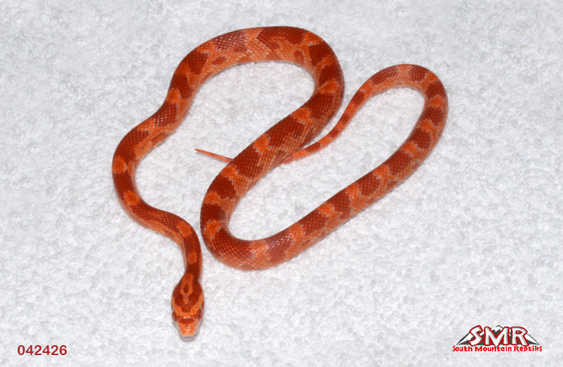 Cherry Amel, Het Anery 14" Female for sale by South Mountain Reptiles
