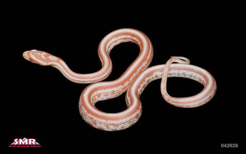 High-white Tessera Amel (egg nog) 16" Male for sale by South Mountain Reptiles