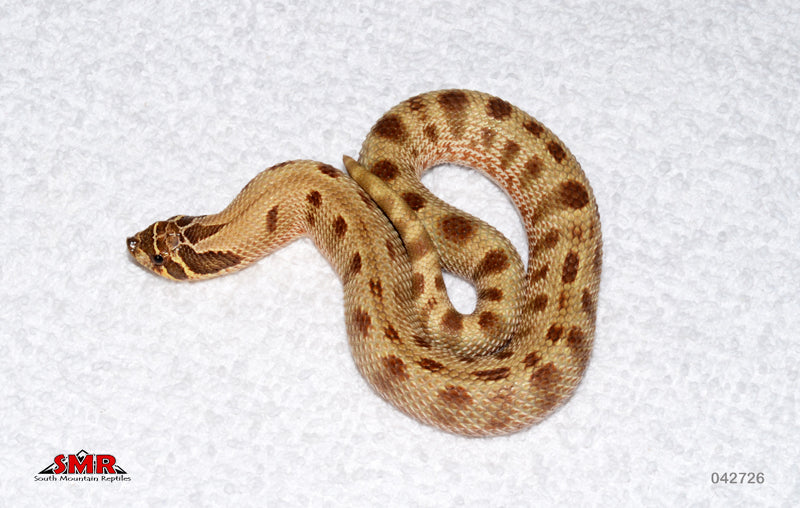 Anaconda Hognose p/h Toffee 10" Male for sale by South Mountain Reptiles