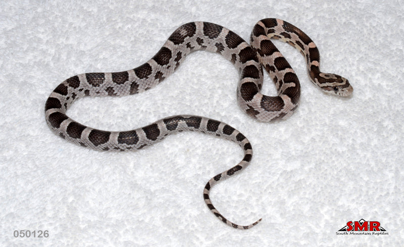 Anery Specter 15" Male for sale by South Mountain Reptiles