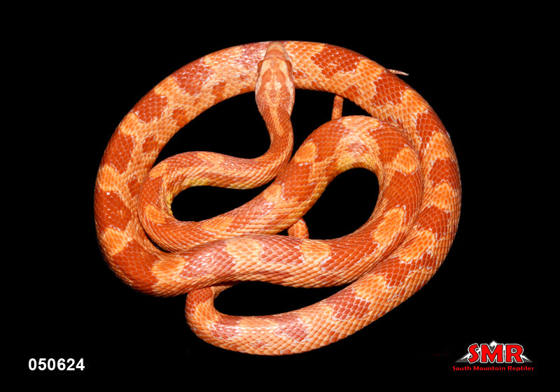 Amel, het Microscale 25" Male for sale by South Mountain Reptiles