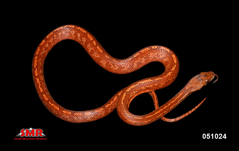 Bloodred Tessera, het Pied-sided 16" Male for sale by South Mountain Reptiles