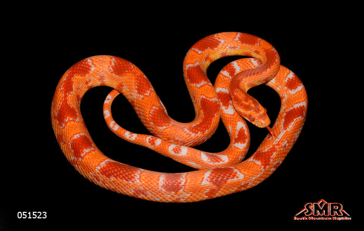 Red Factor Amel 22" Female for sale by South Mountain Reptiles