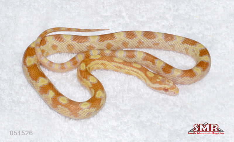 Butter, pos-het Scaleless 17" female for sale by South Mountain Reptiles
