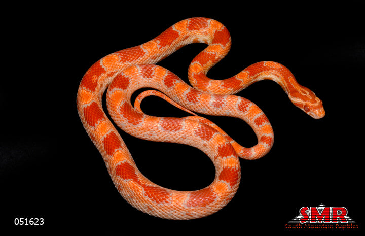 Reverse Okeetee 20" Male for sale by South Mountain Reptiles