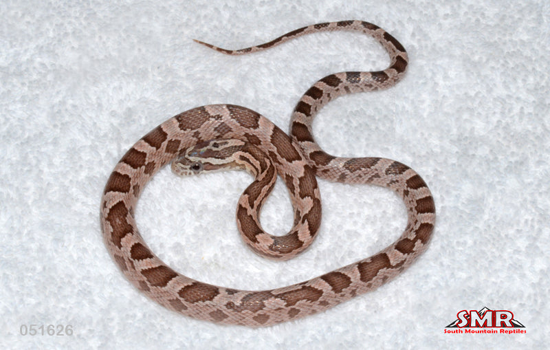 Coral Ghost 16" Female for sale by South Mountain Reptiles