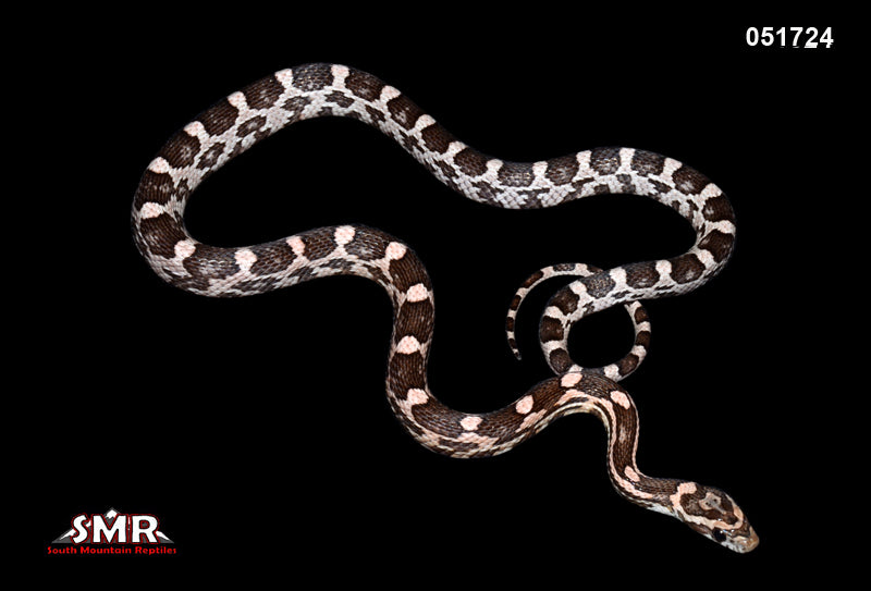 Specter,het Scaleless 19" Male for sale by South Mountain Reptiles