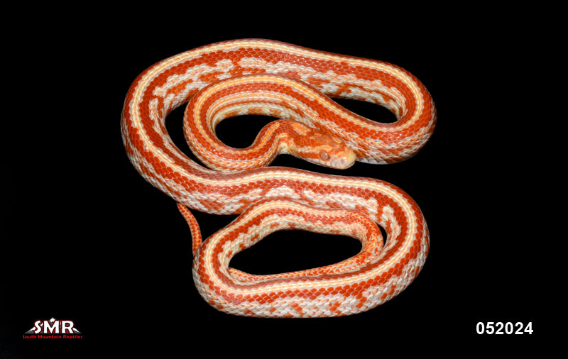 Amel Tessera 23" Male for sale by South Mountain Reptiles