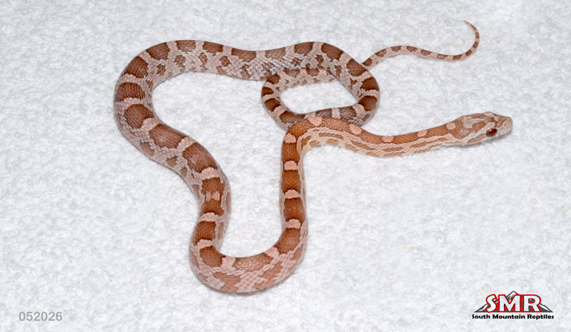 Coral Ghost From Heliconia 15" Male for sale by South Mountain Reptiles