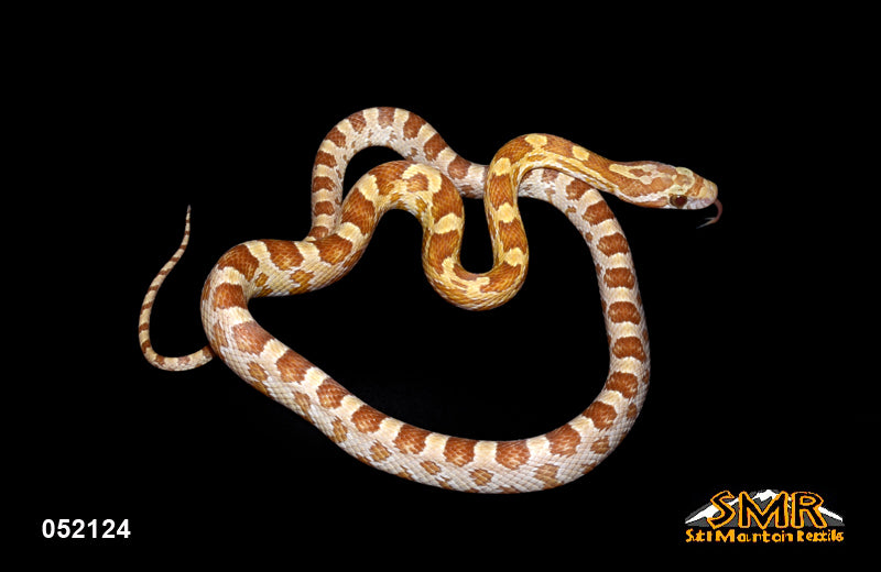 Gold Dust 17" Male for sale by South Mountain Reptiles