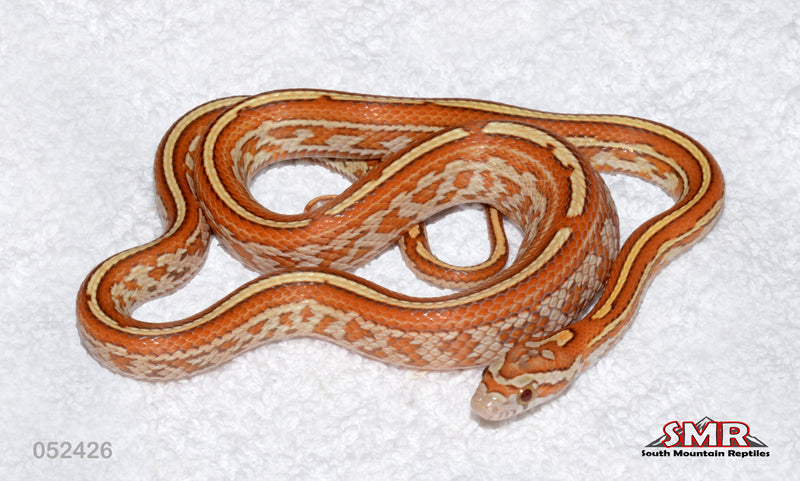 Gold Dust Tessera 17" Female for sale by South Mountain Reptiles