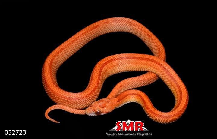 Striped Lava 15" Female for sale by South Mountain Reptiles