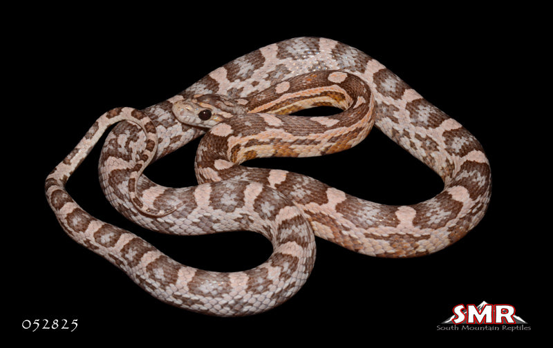 Heliconia 22" Female for sale by South Mountain Reptiles