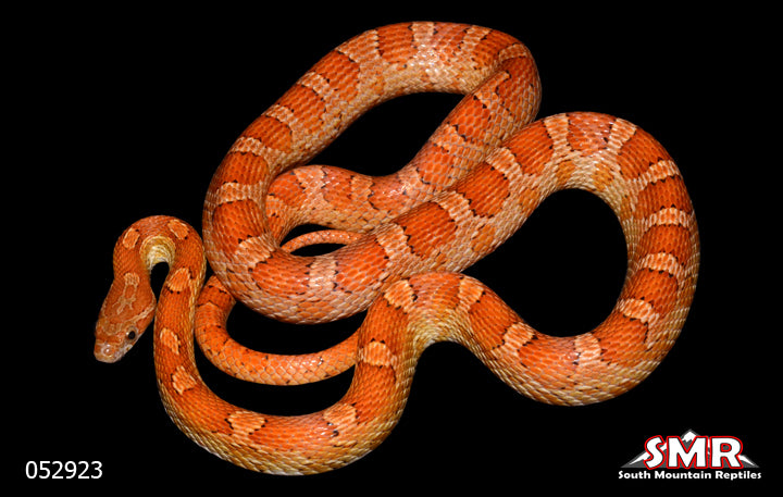 Key Cornsnake 33" Male for sale by South Mountain Reptiles