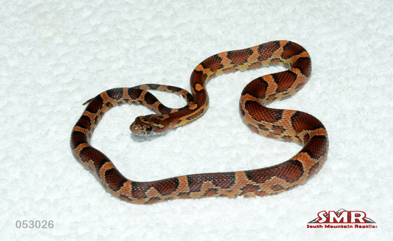 Okeetee 16" Female for sale by South Mountain Reptiles