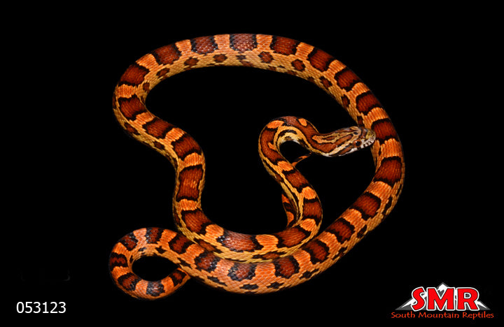 Extreme Okeetee 25" Male for sale by South Mountain Reptiles